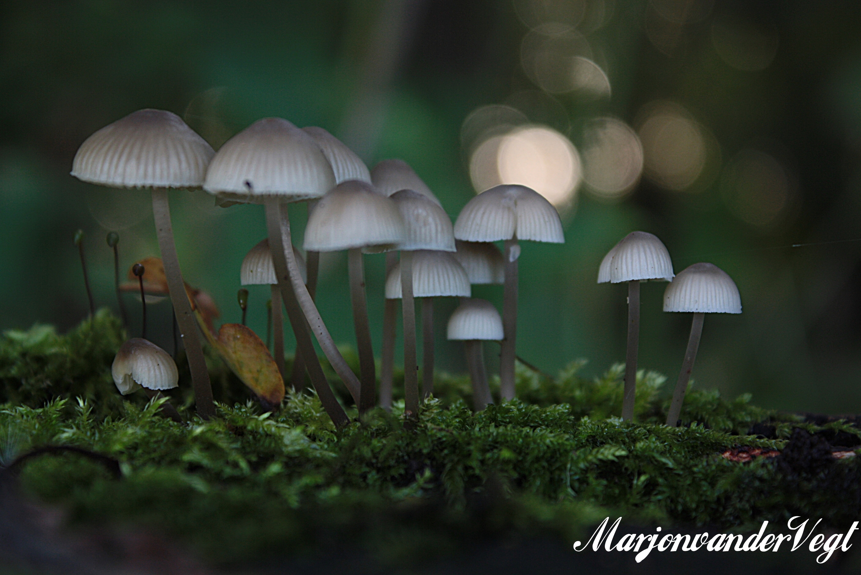 Mycena