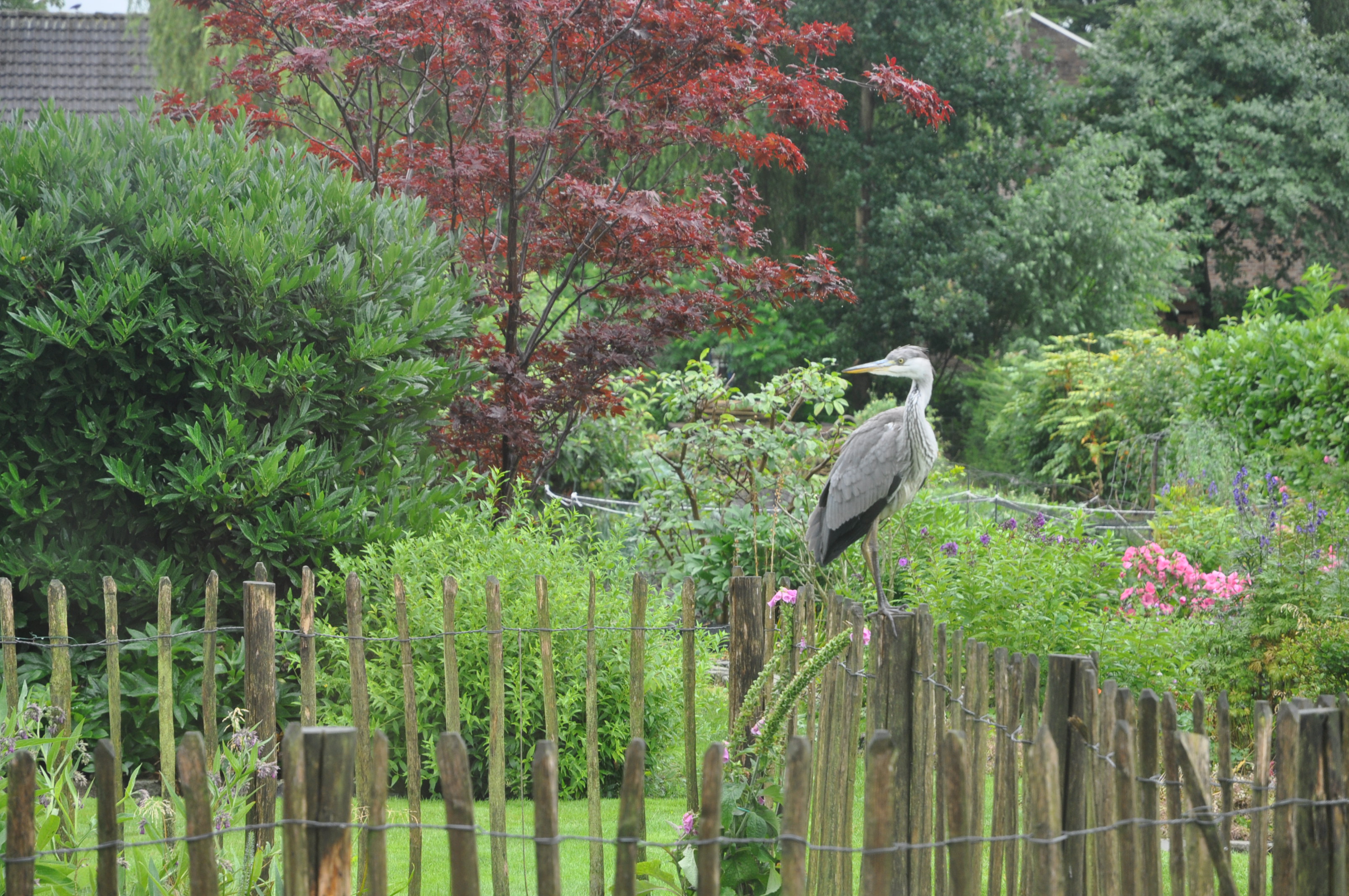 reiger