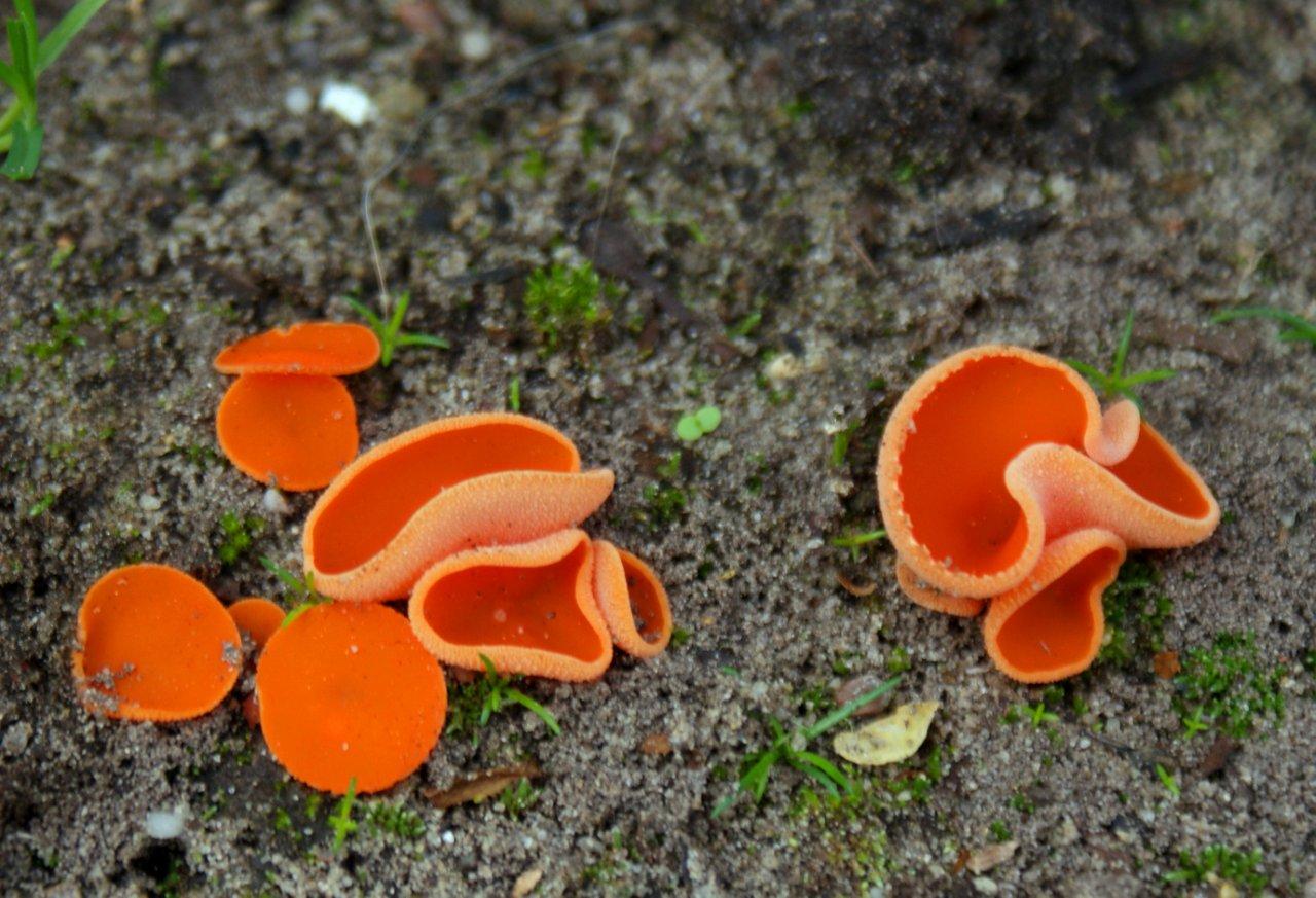Oranje Bekerzwammetjes
