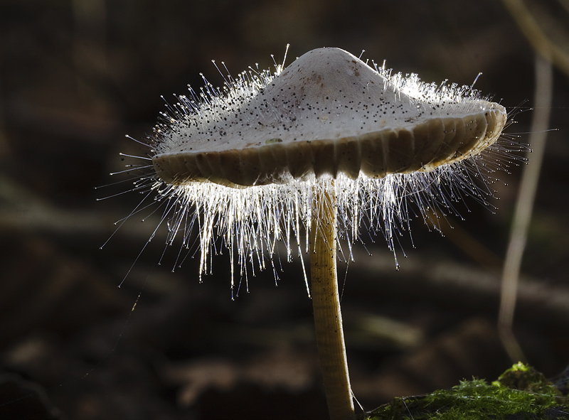 Stralende paddestoel