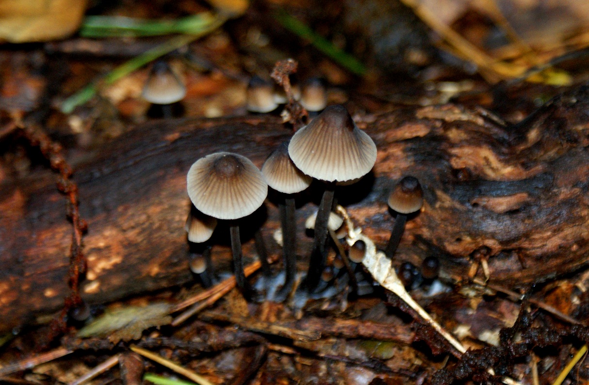 Paddestoelen - Zwammen.