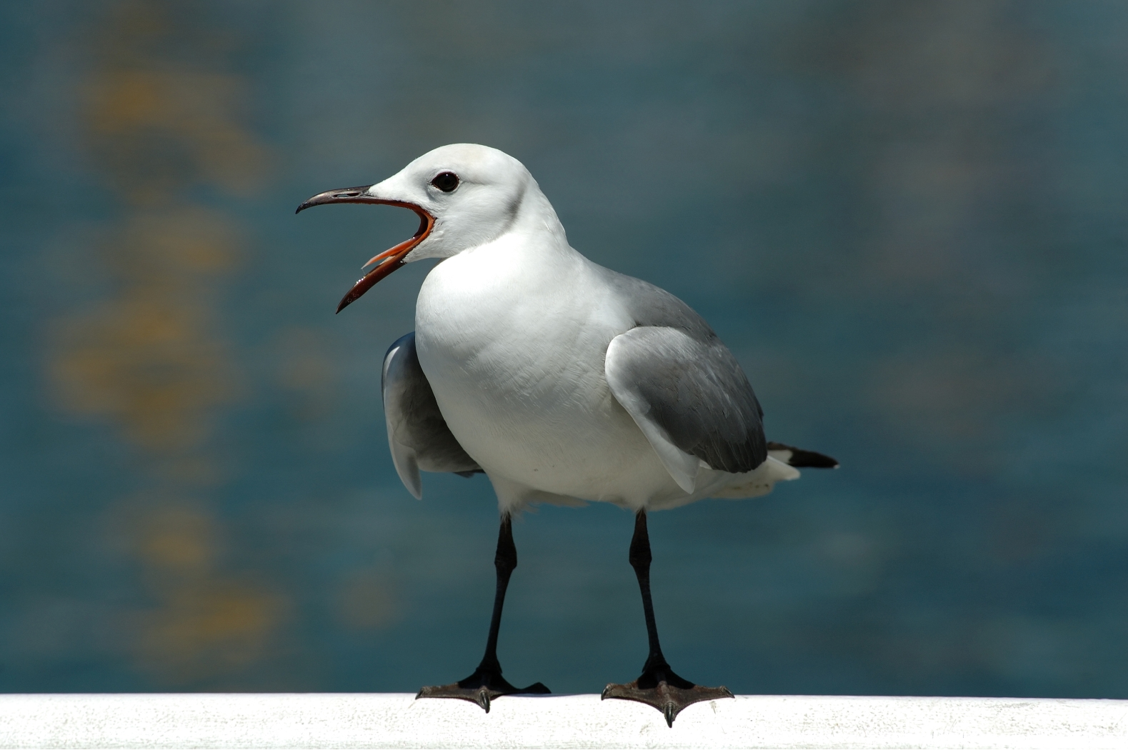 Hartlaub Gull (Zuid-Afrika)