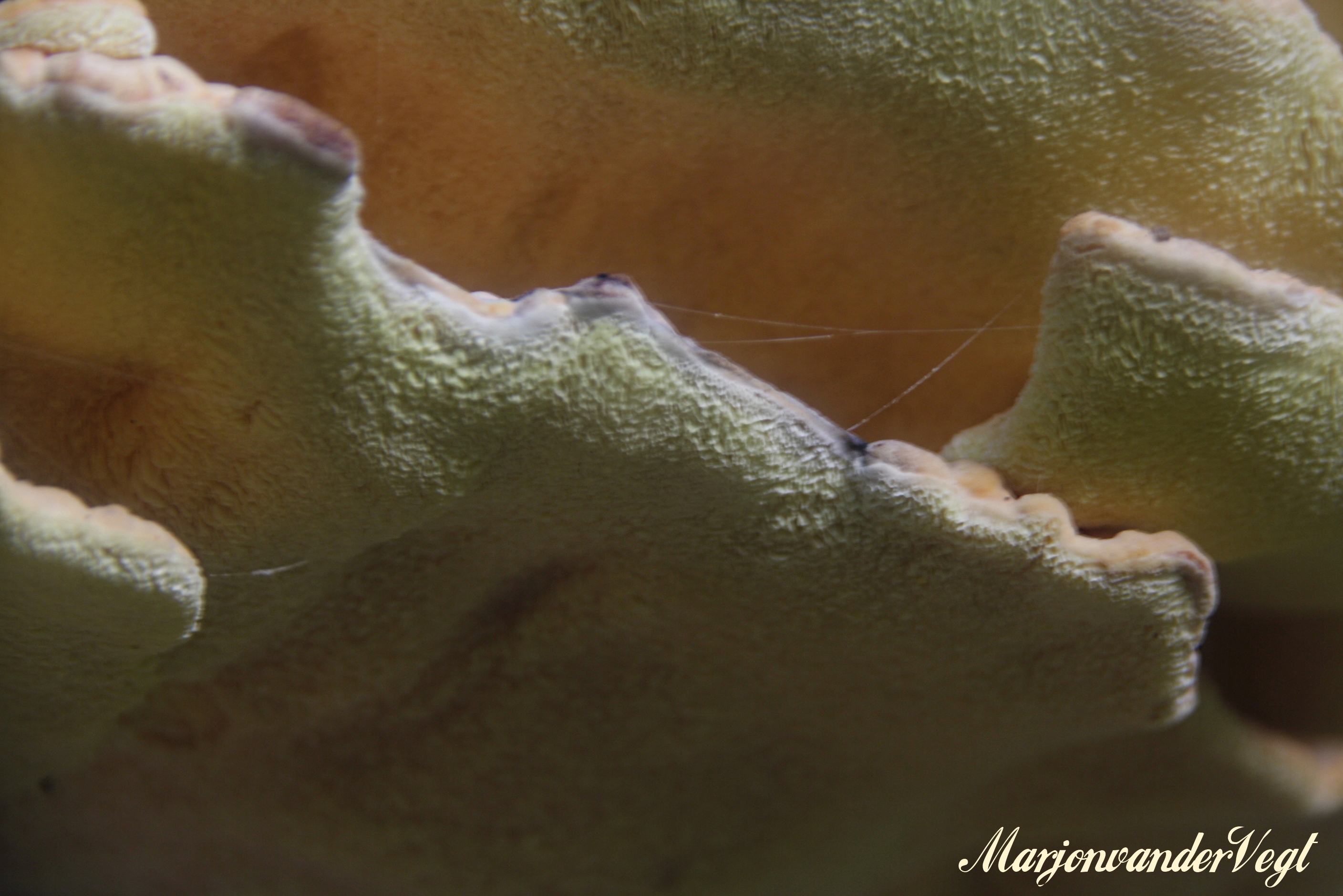 Daar waar sporen zijn..