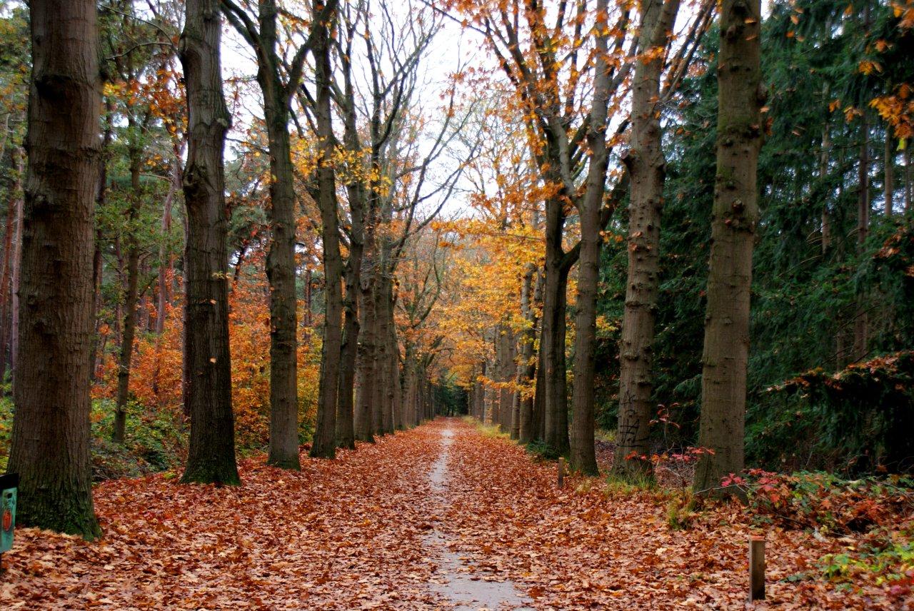 Herfst in `t bos