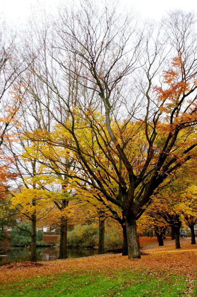Herfst in het Park
