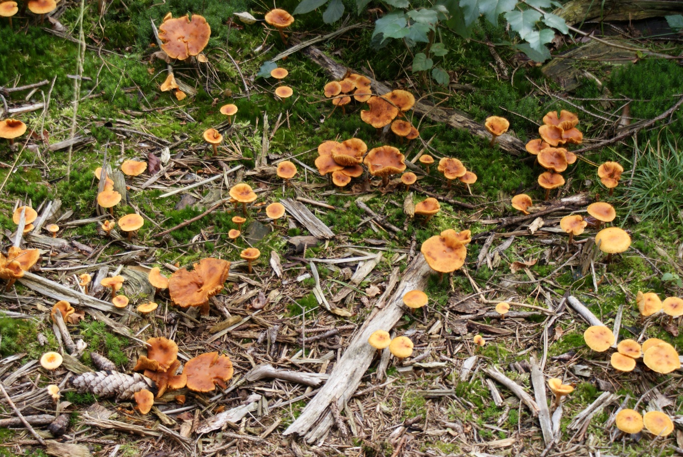 Paddestoelen - Zwammen.