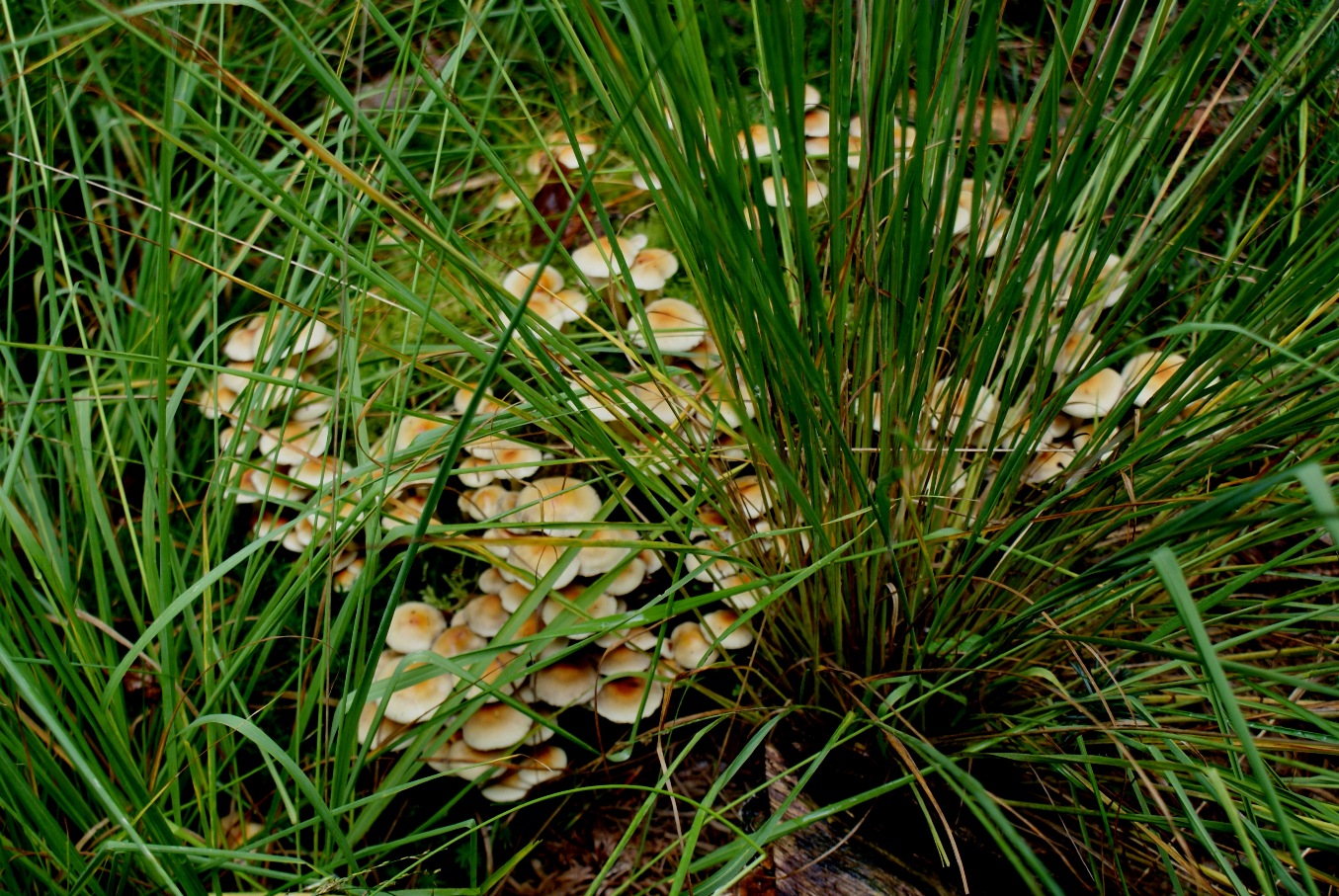Paddestoelen - Zwammen.