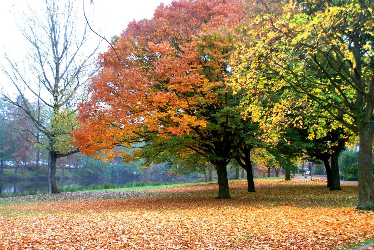 Herfst in het Park
