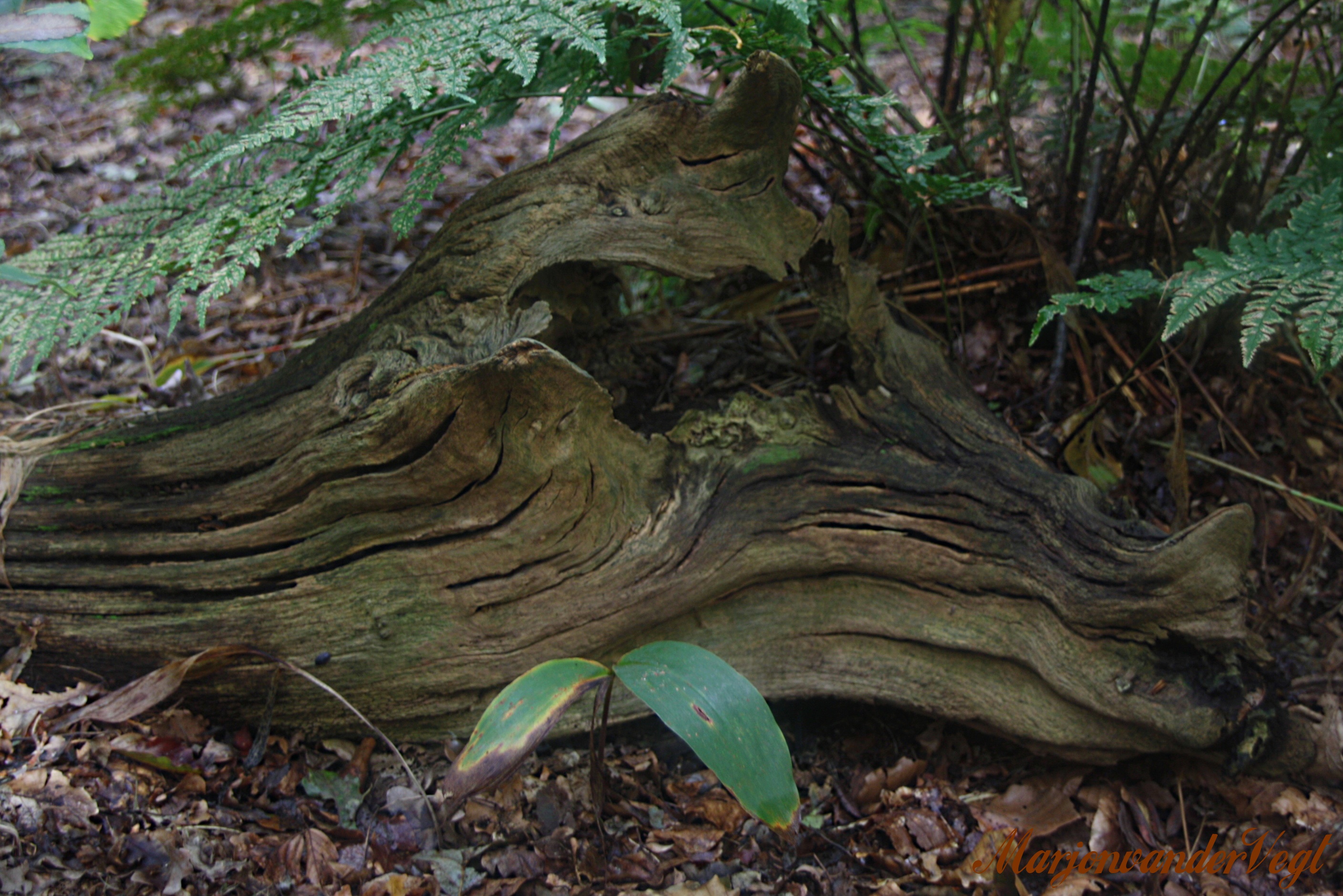 Gezichten in vele vormen..