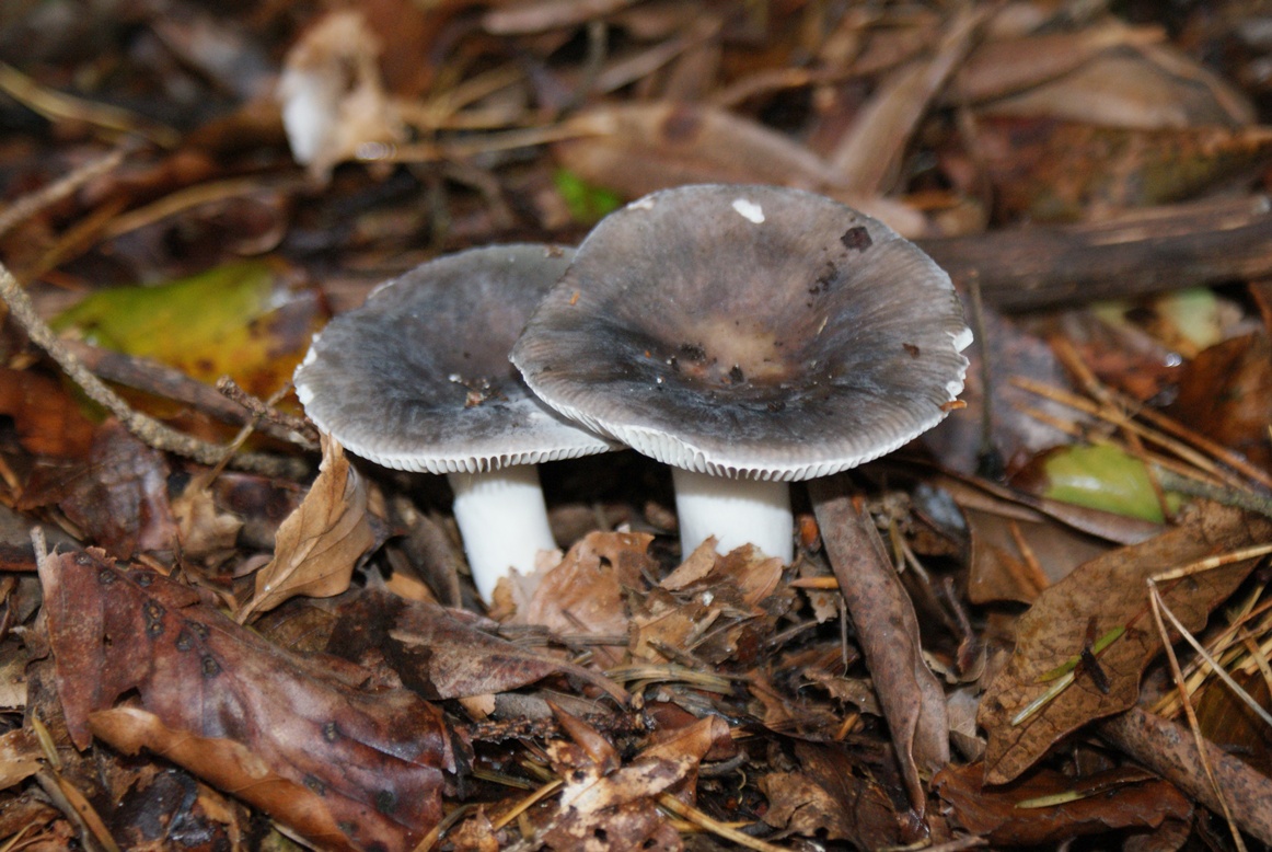 Paddestoelen - Zwammen.
