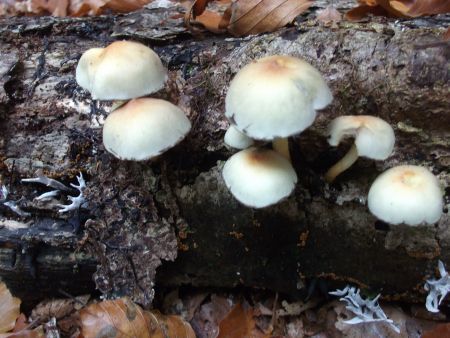 De herfst blijft toch altijd weer mooi