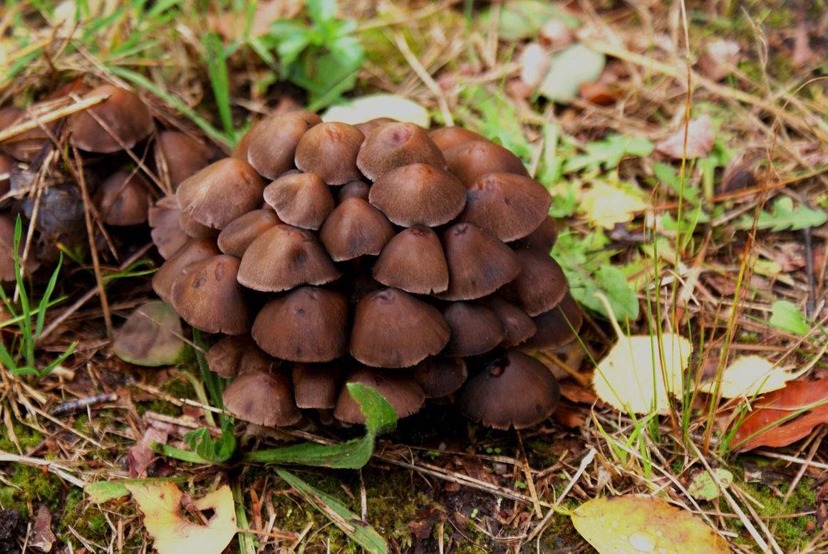 Paddestoelen - Zwammen.