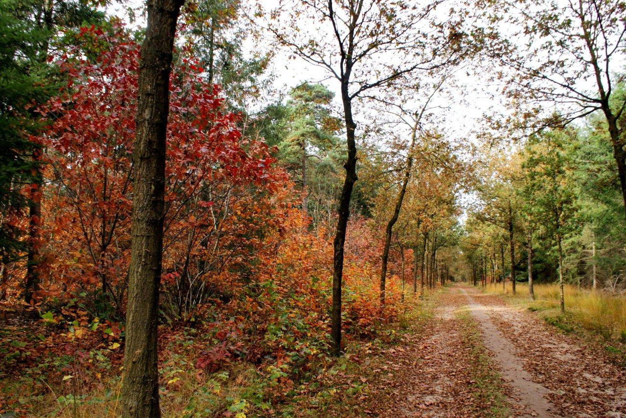 Herfst in `t bos