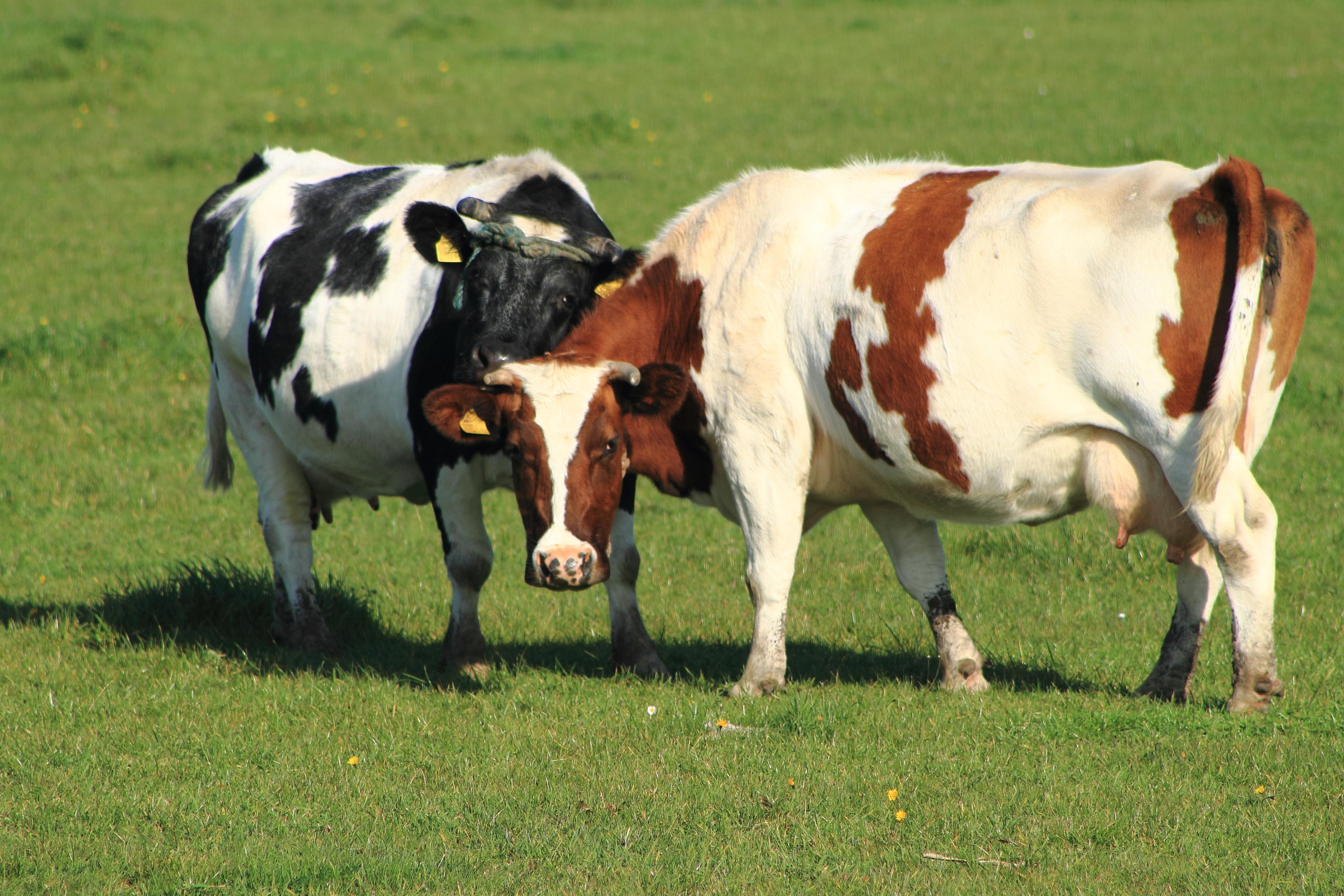 Prachige herfstdag 11-10-12.