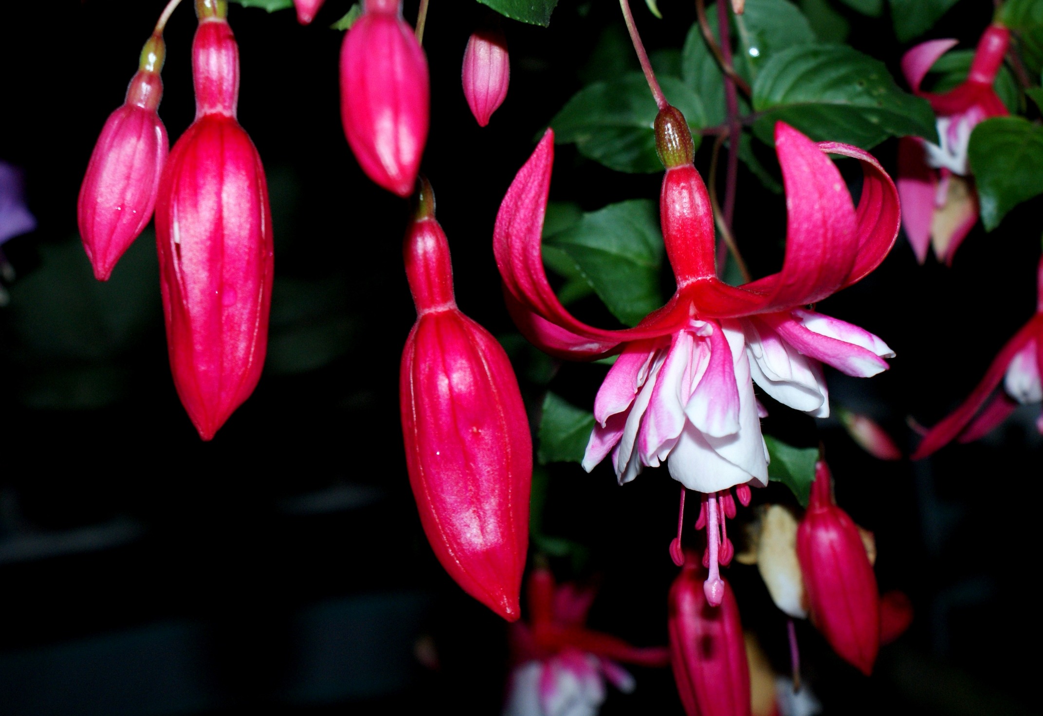 Fuchsia