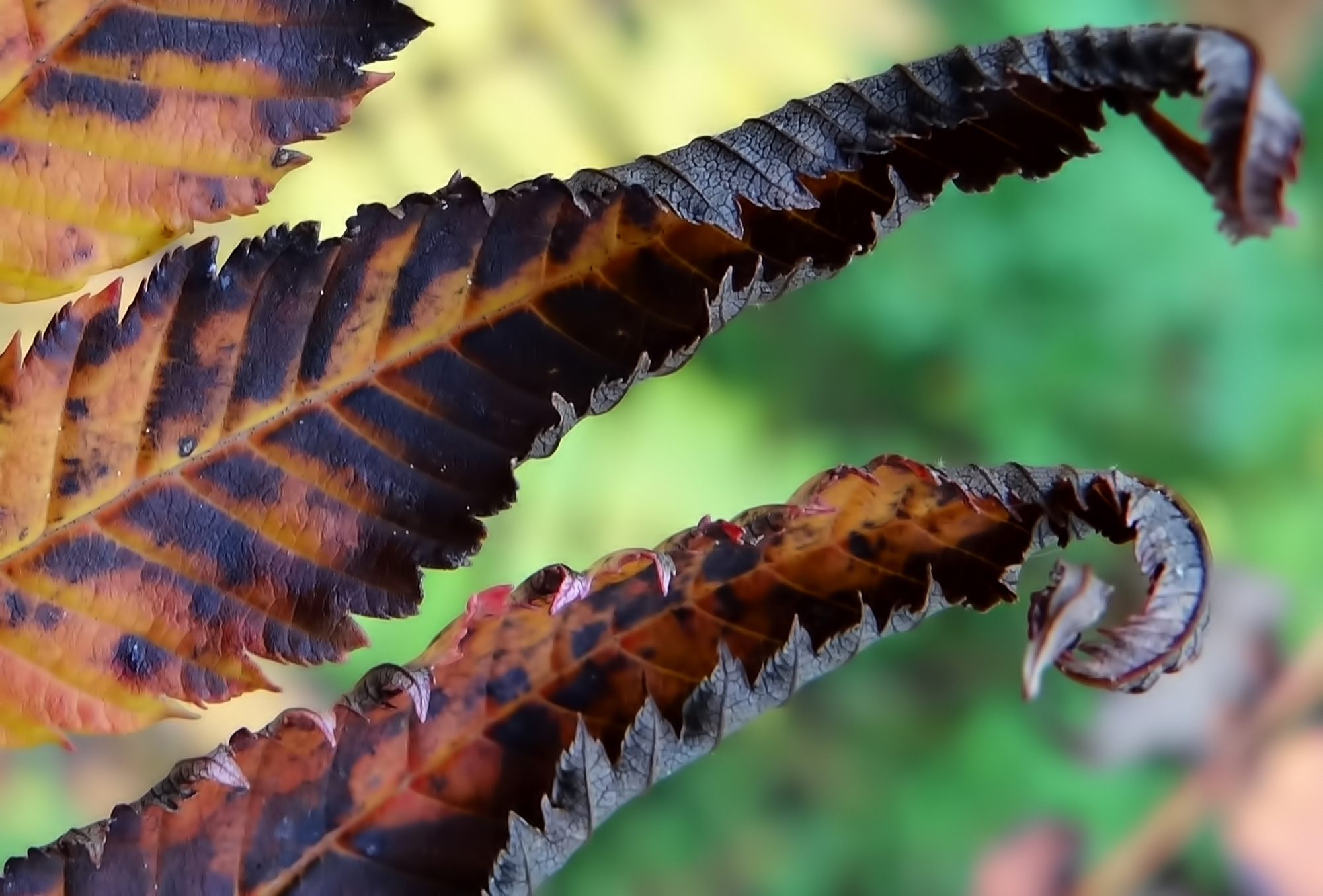 Opgekruld blad