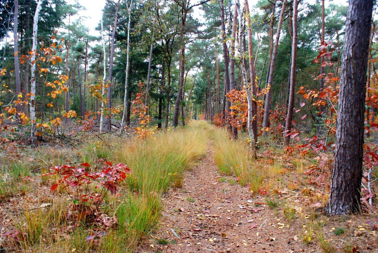 Herfst in `t bos