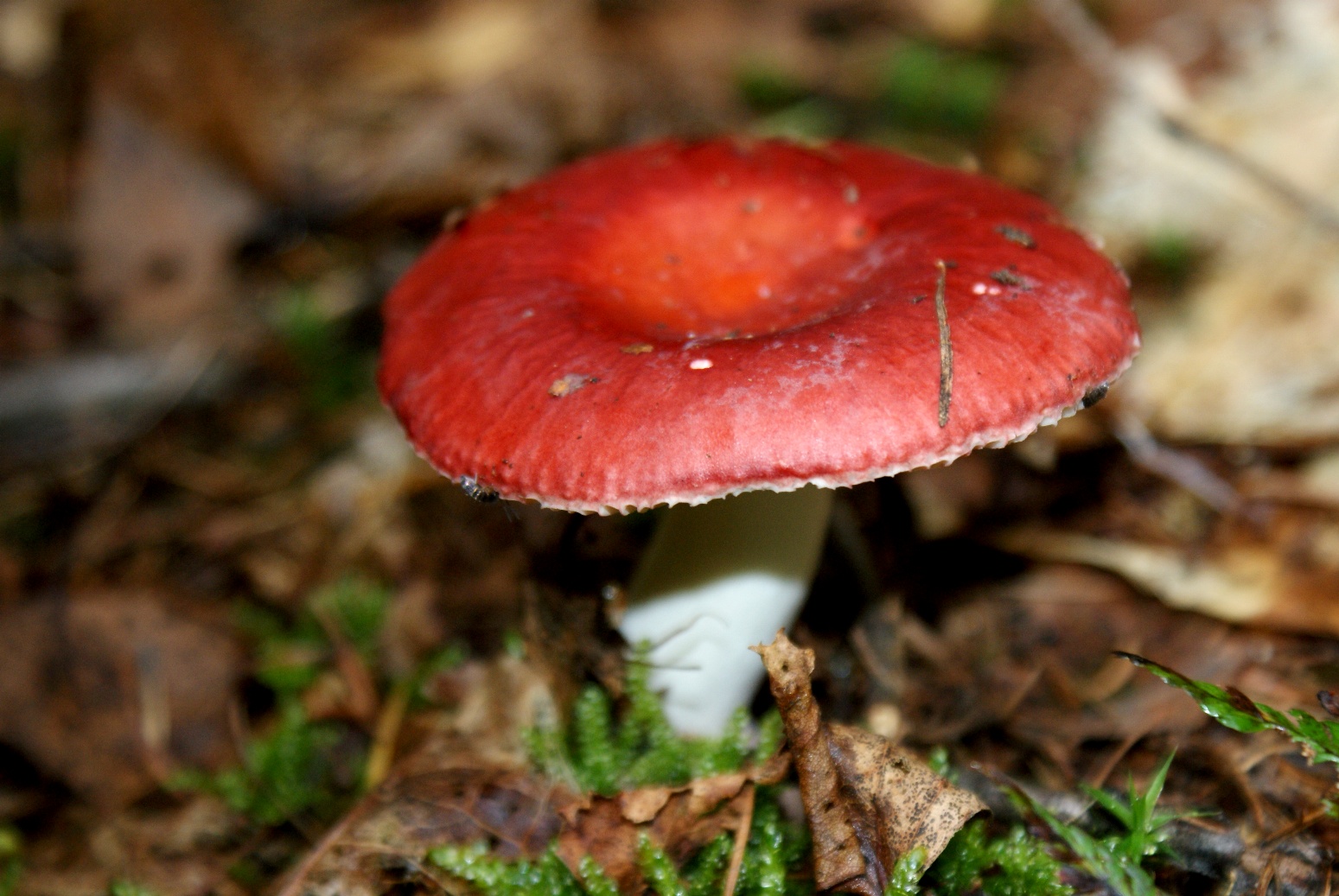 Paddestoelen - Zwammen.