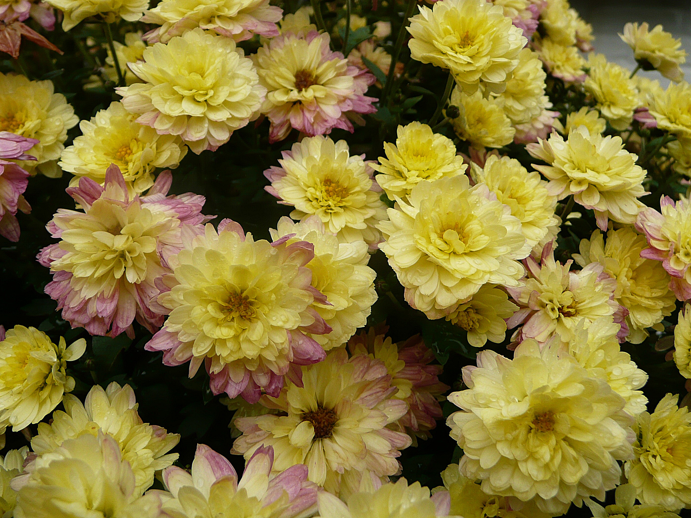 Bolchrysant