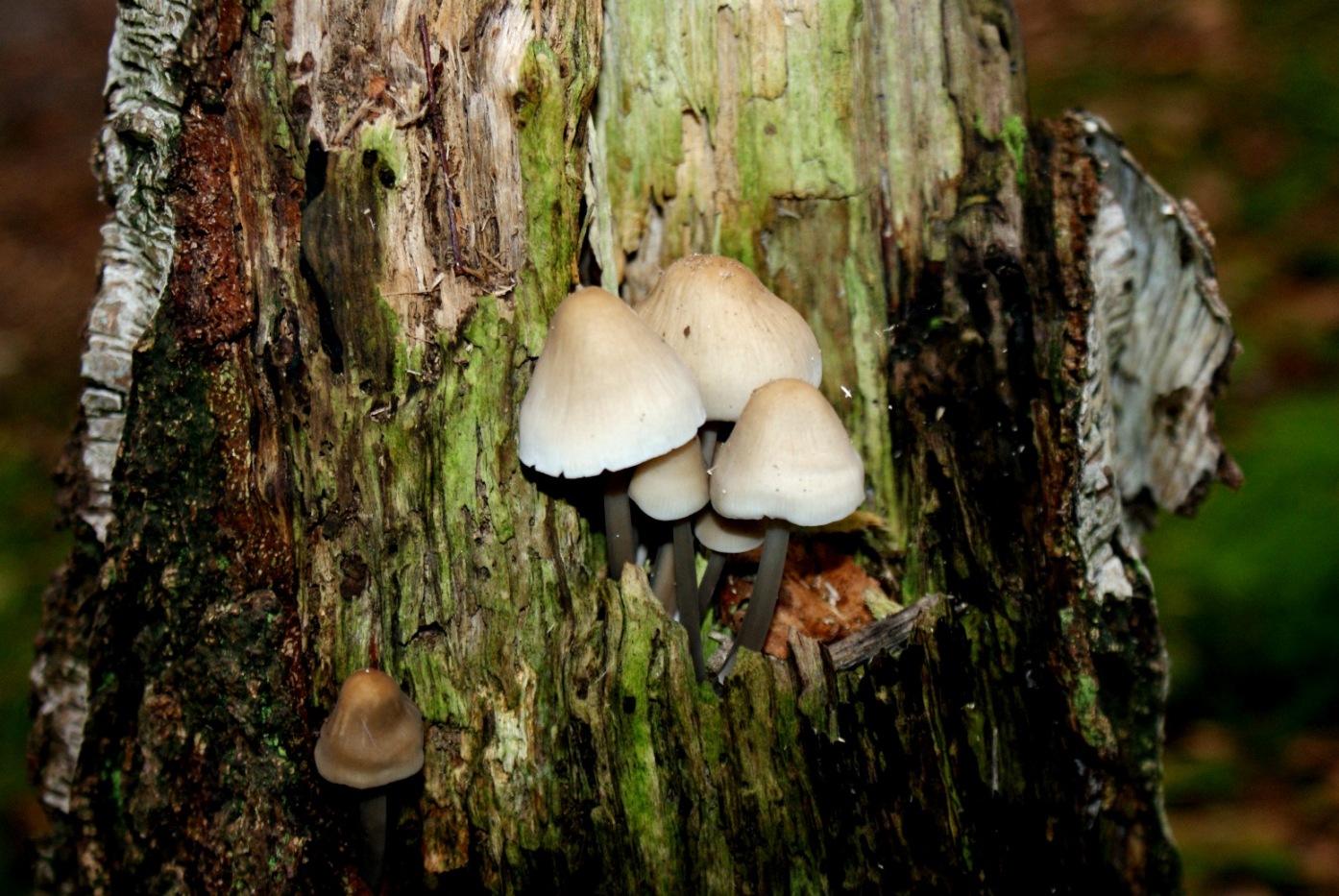 Paddestoelen - Zwammen.
