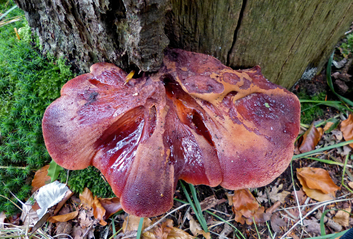 Trek in biefstuk...?