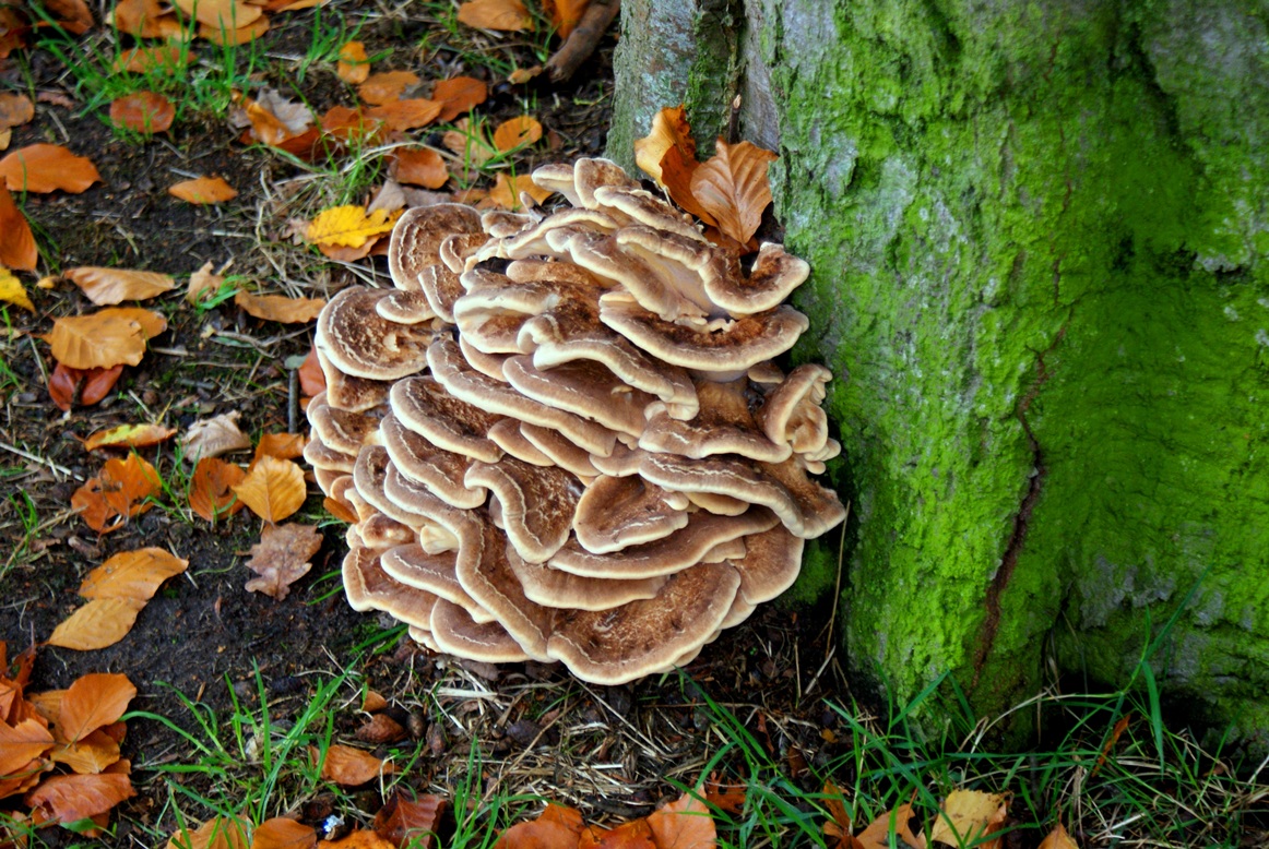 Paddestoelen - Zwammen.