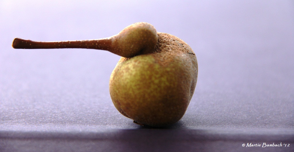 Timide Frans fruitvogeltje...