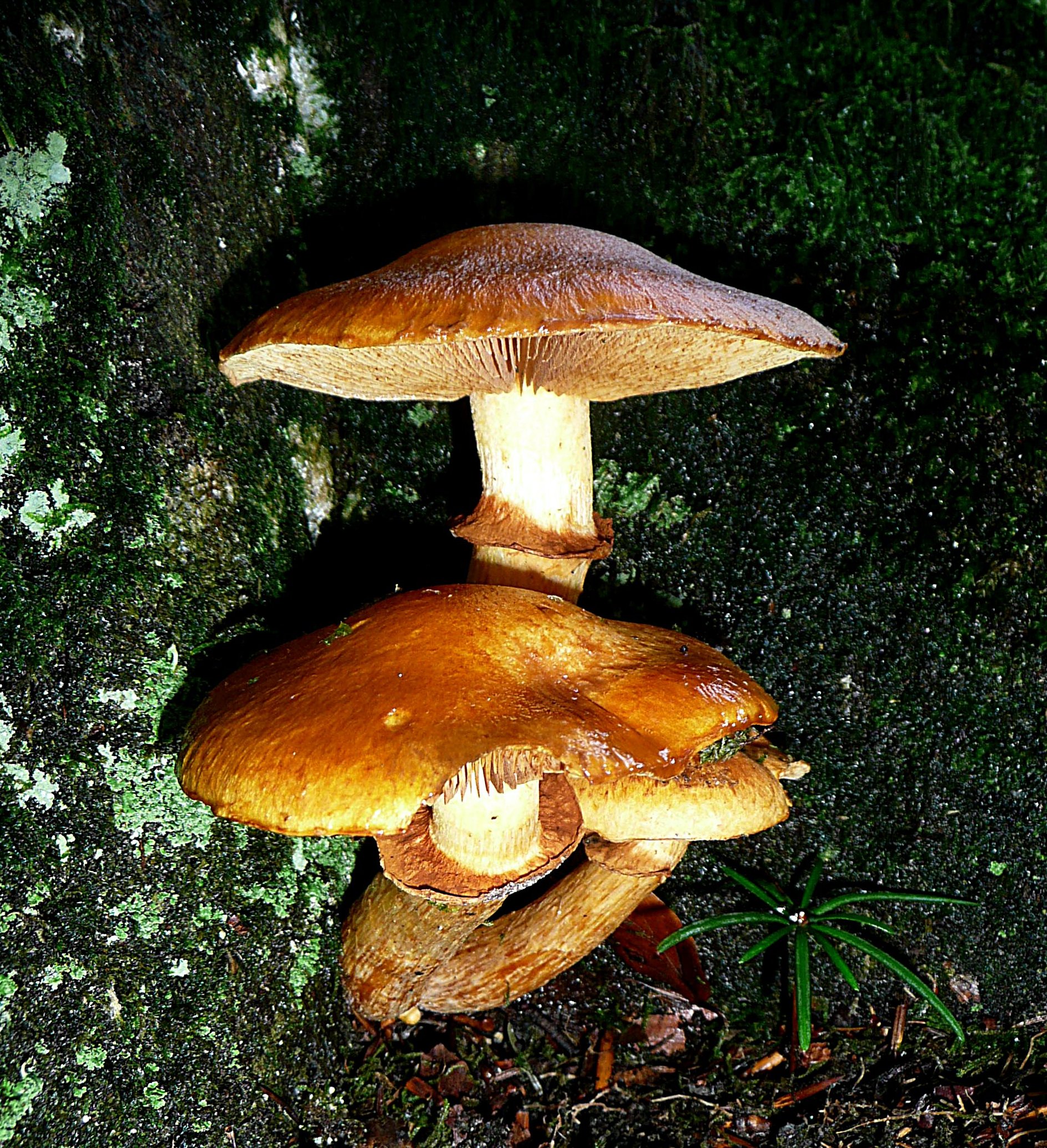 Aan de voet van een boomstam