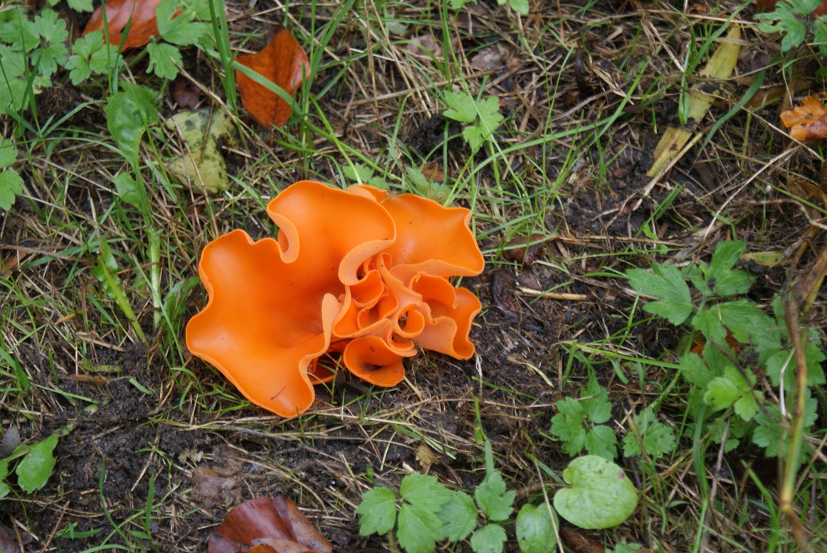 Paddestoelen - Zwammen.