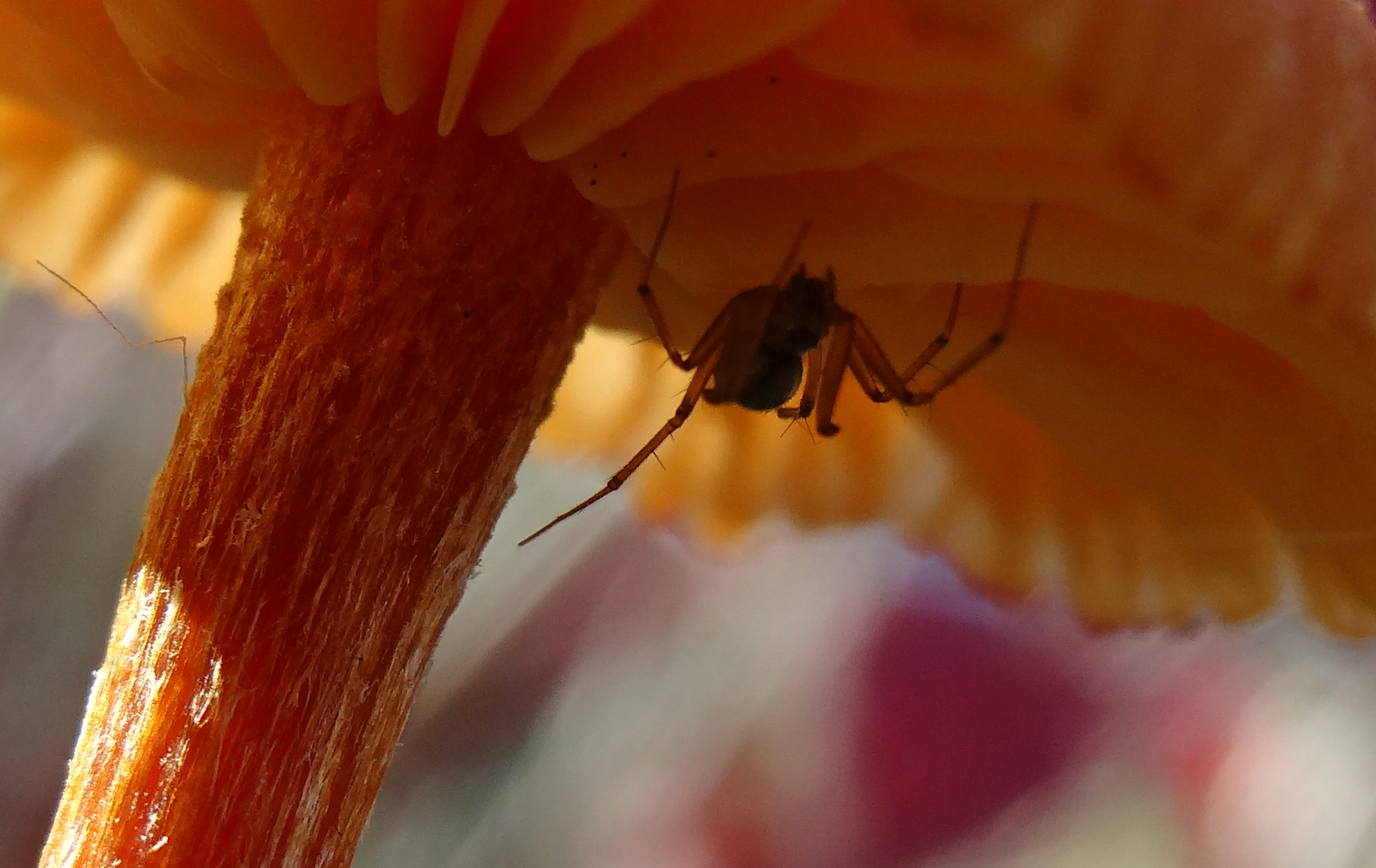Spin heeft slaapplaats