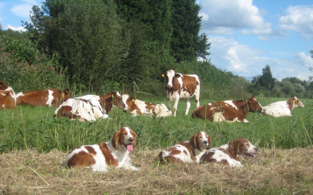 Rood-bonte koeien & Spaniels