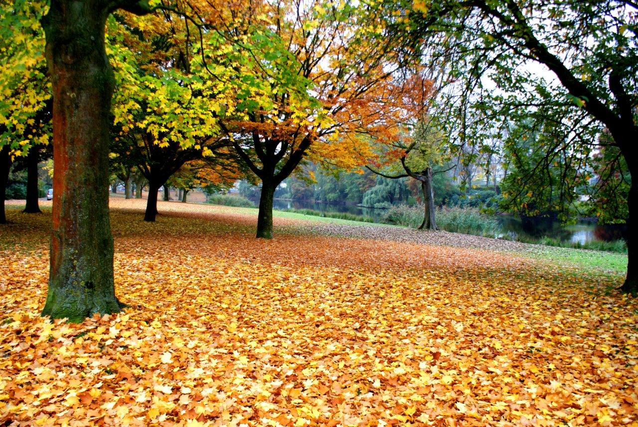 Herfst in het Park
