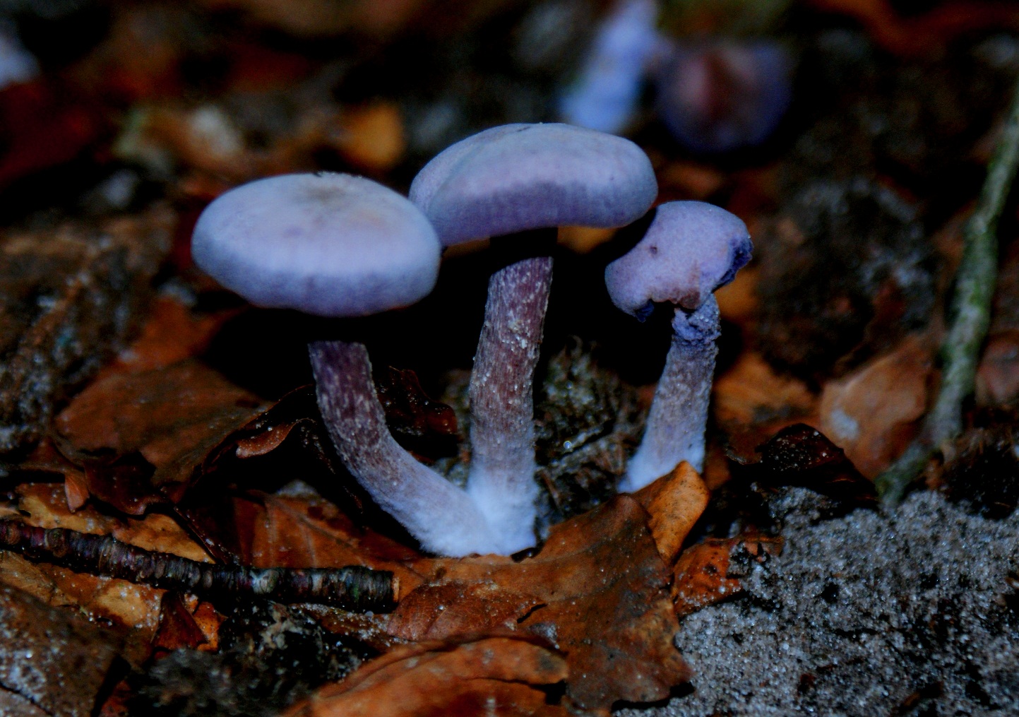 Paddestoelen - Zwammen.