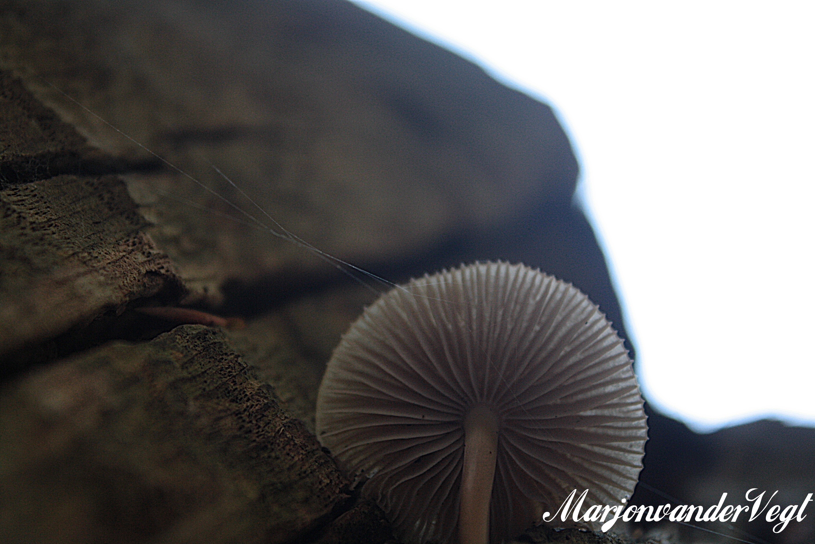 Mycena