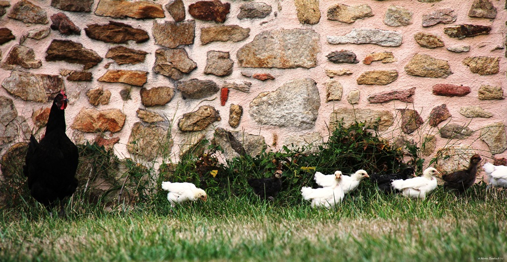 Kiiiiiiipkiepkiep...