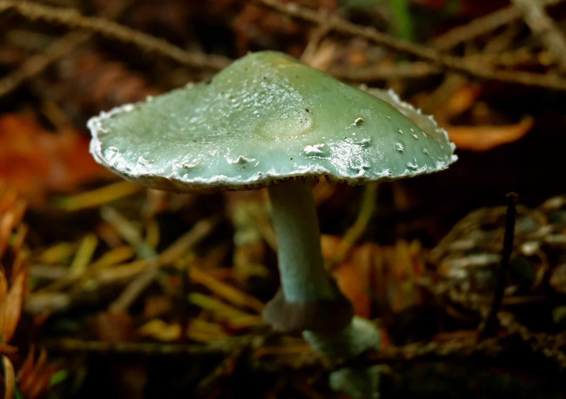 Groen