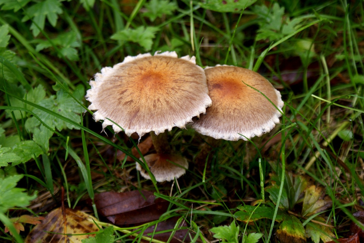 Paddestoelen - Zwammen.