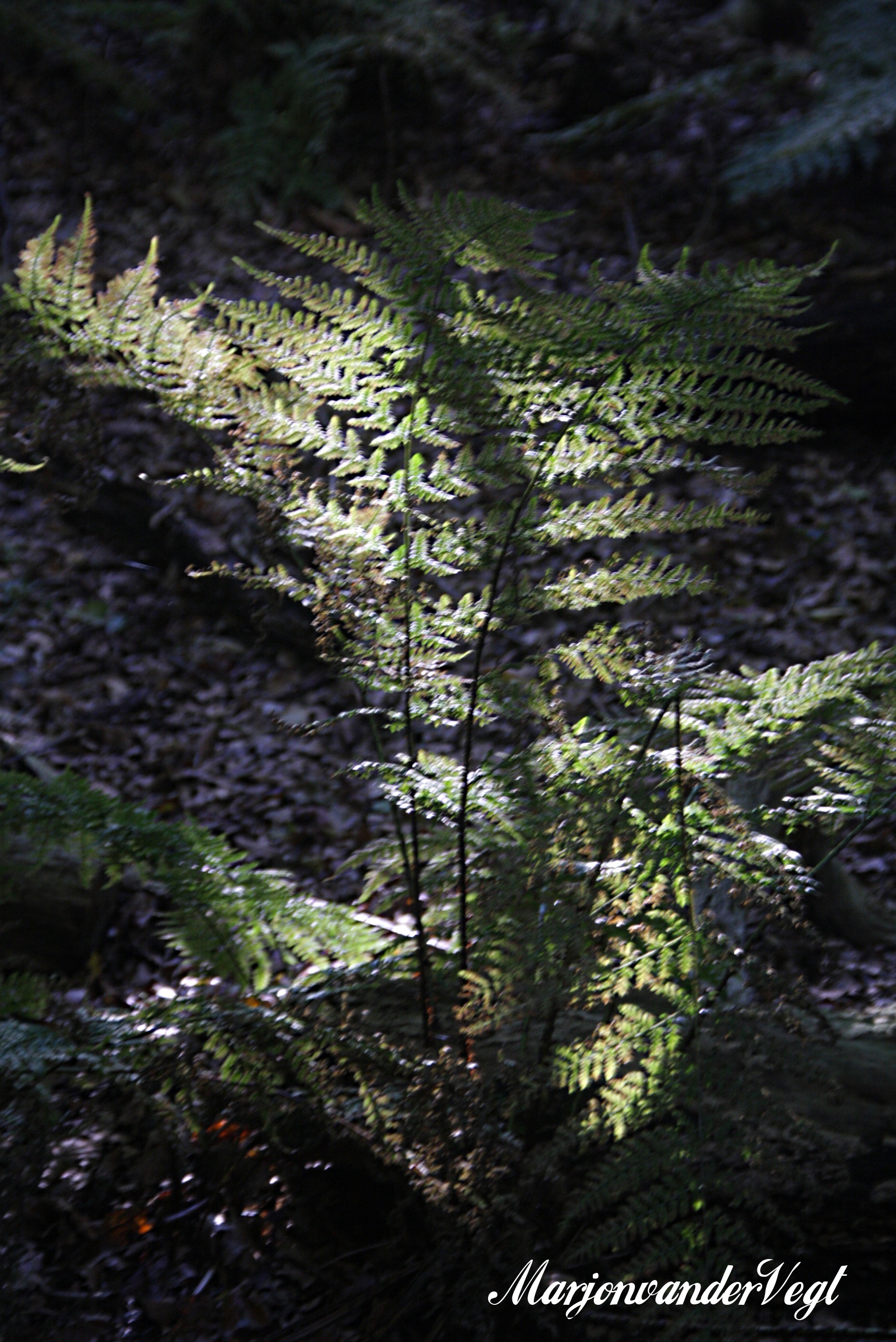 Toen was er licht...