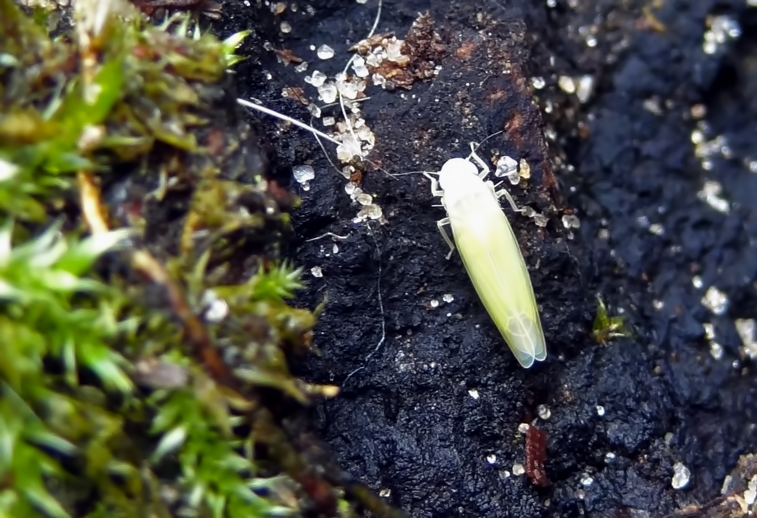Witte cicade