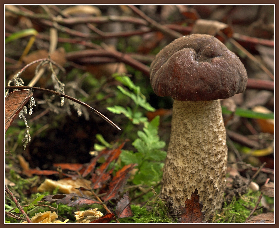 Paddenstoelen.