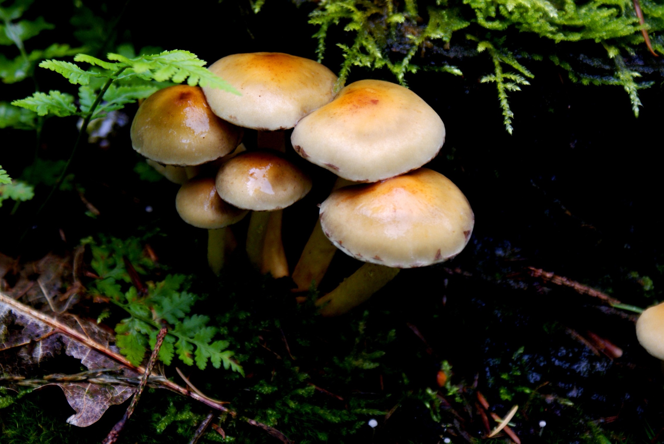 Paddestoelen - Zwammen.