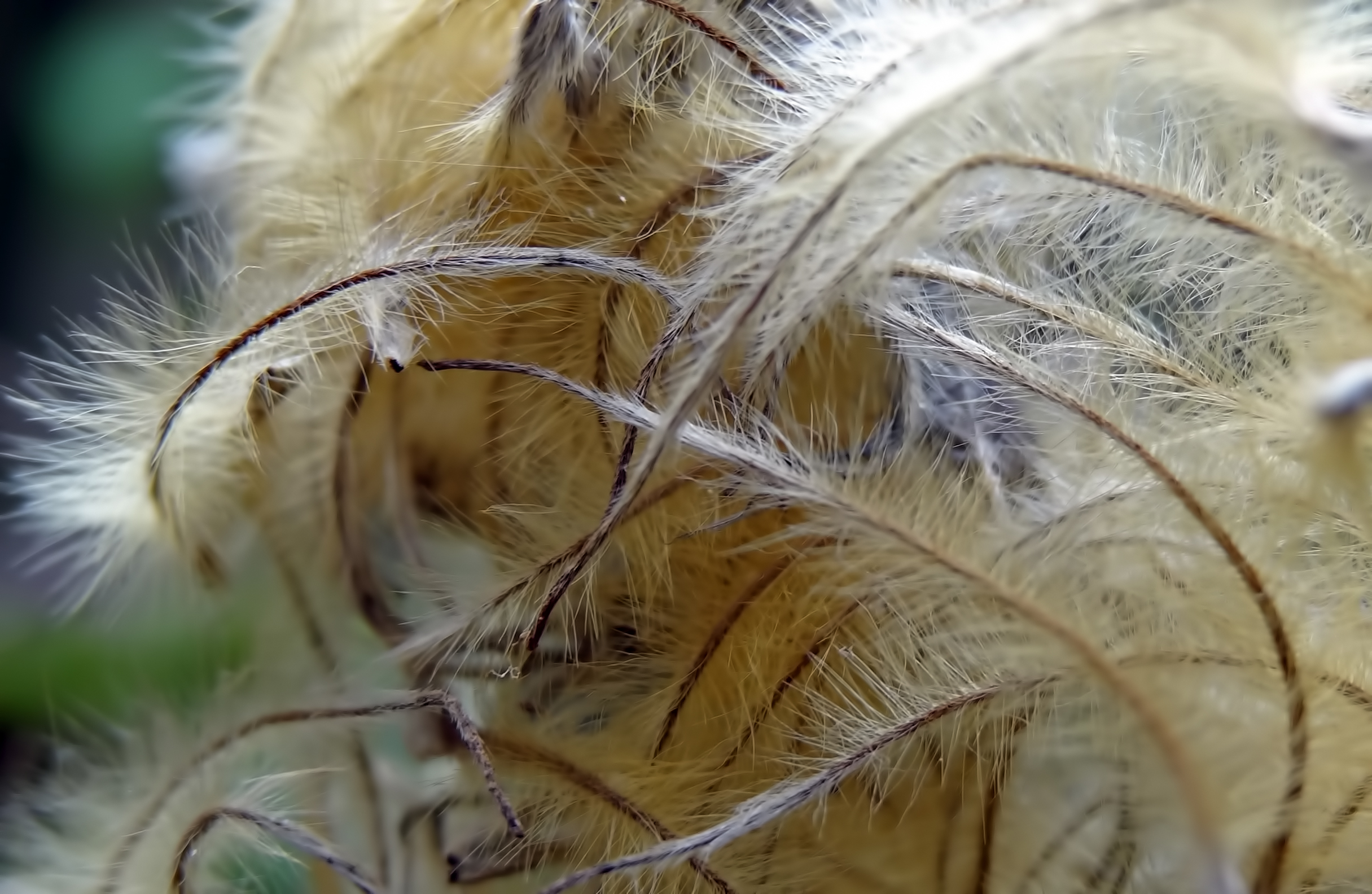 Pluis van clematis