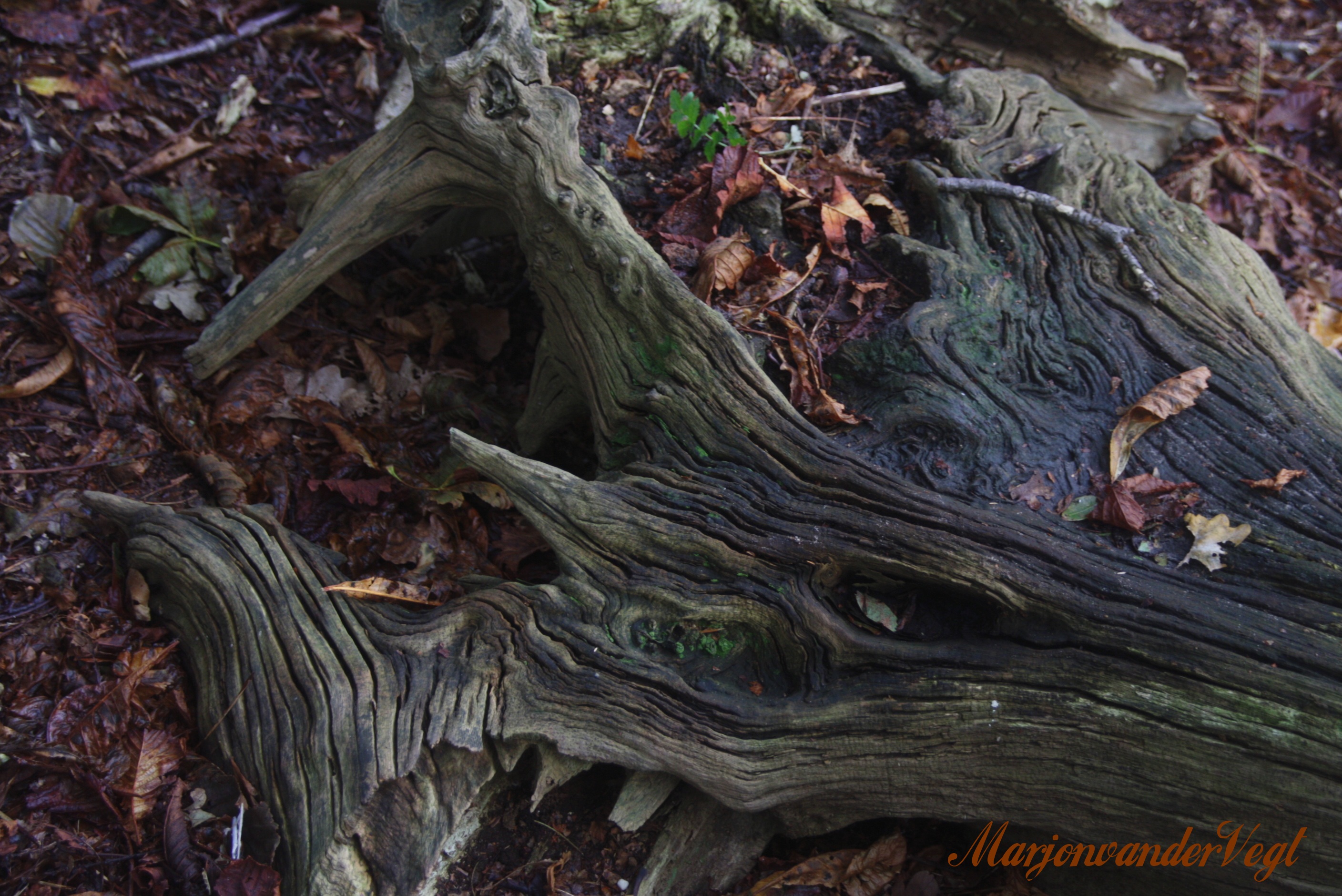 Gezichten in vele vormen..