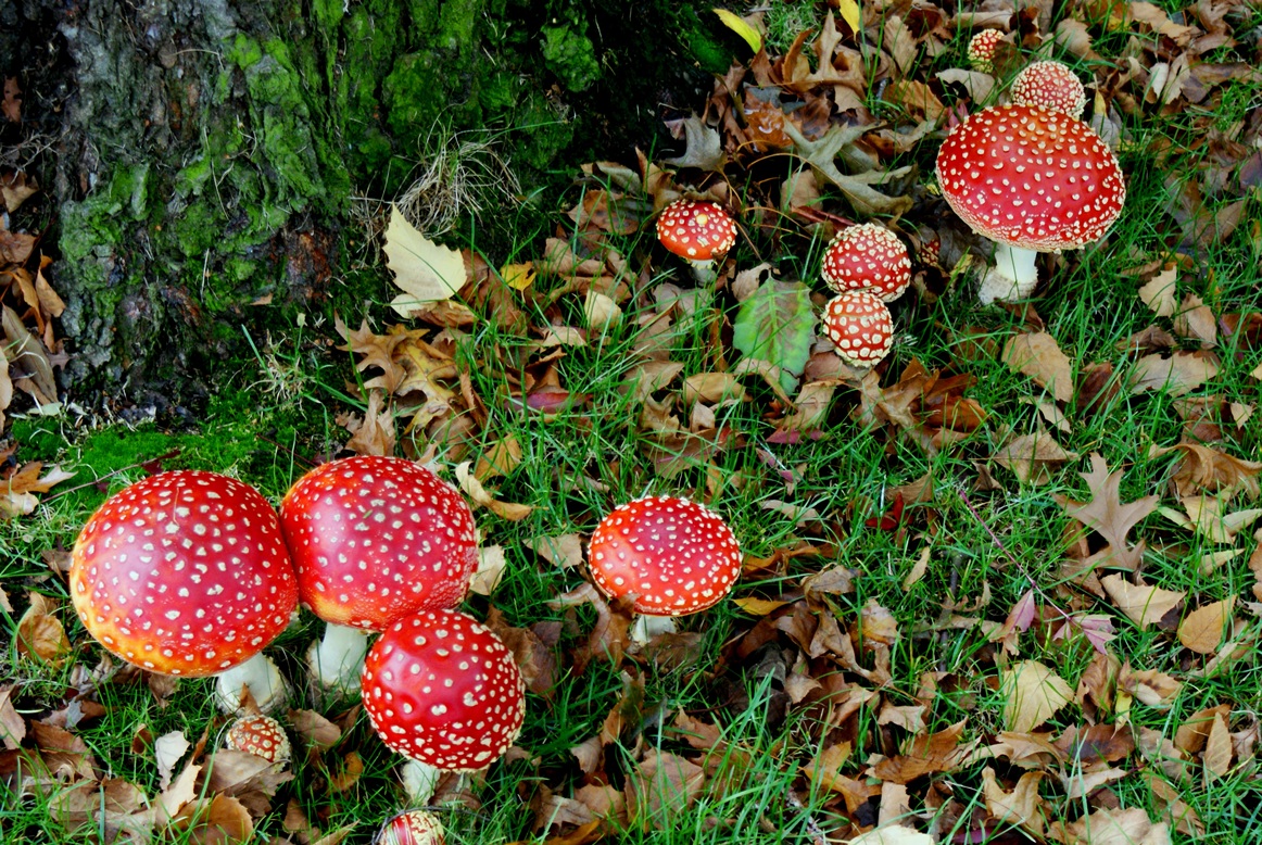 Paddestoelen - Zwammen.