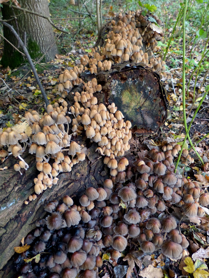 Dringen om een plekje