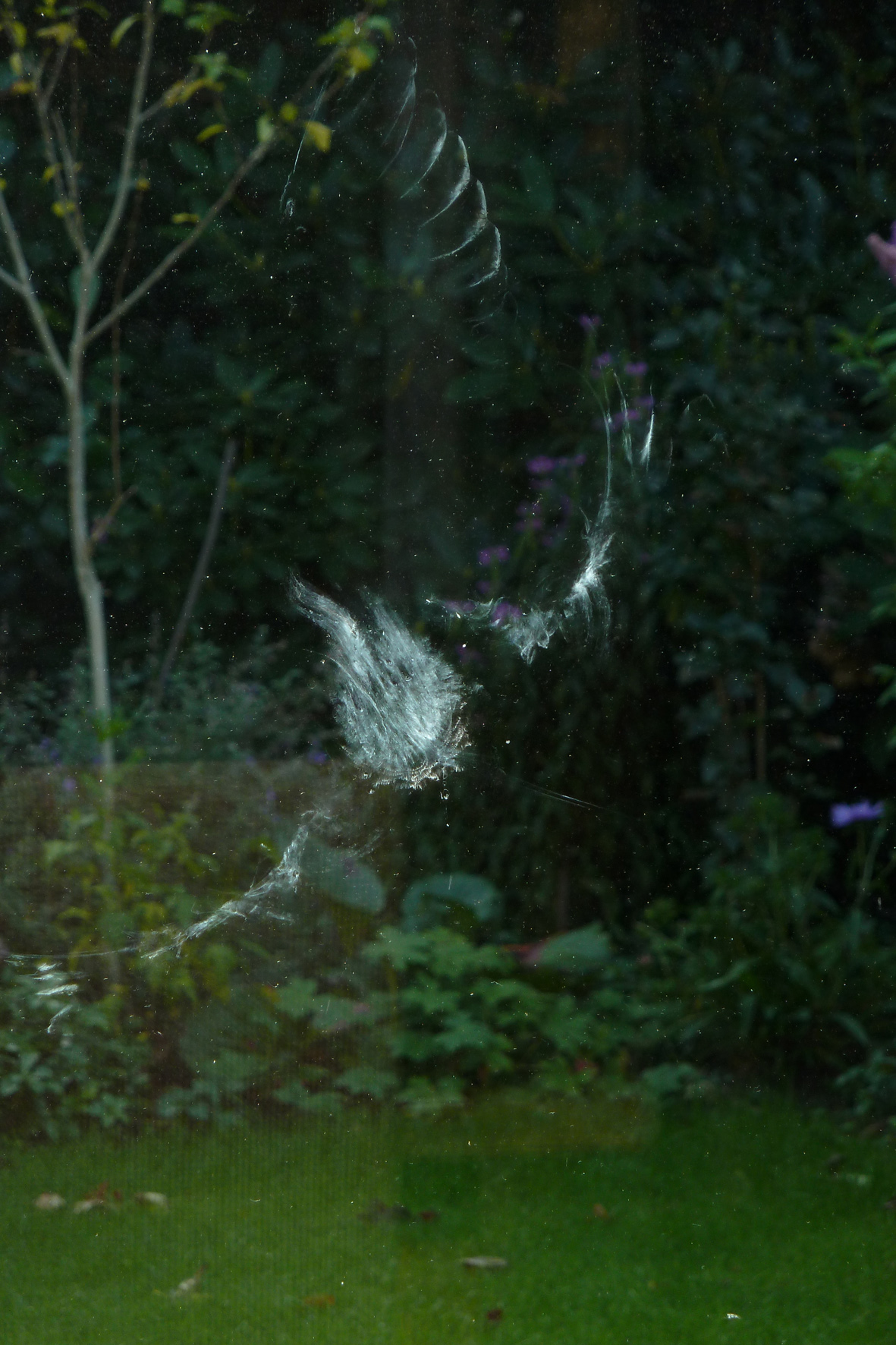Roofvogel geweerd dankzij dubbelglas