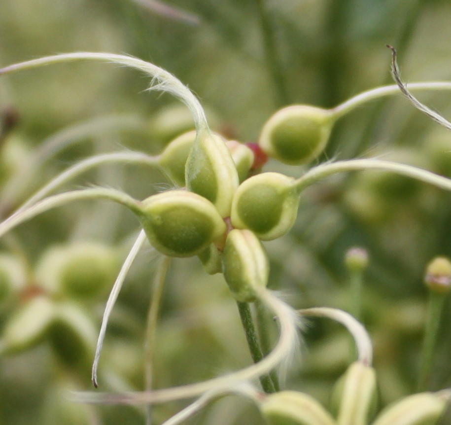 geen idee hoe het heet