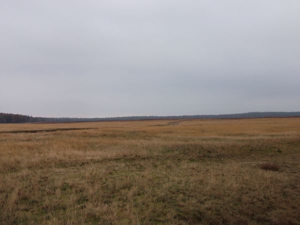 Ginkelse heide