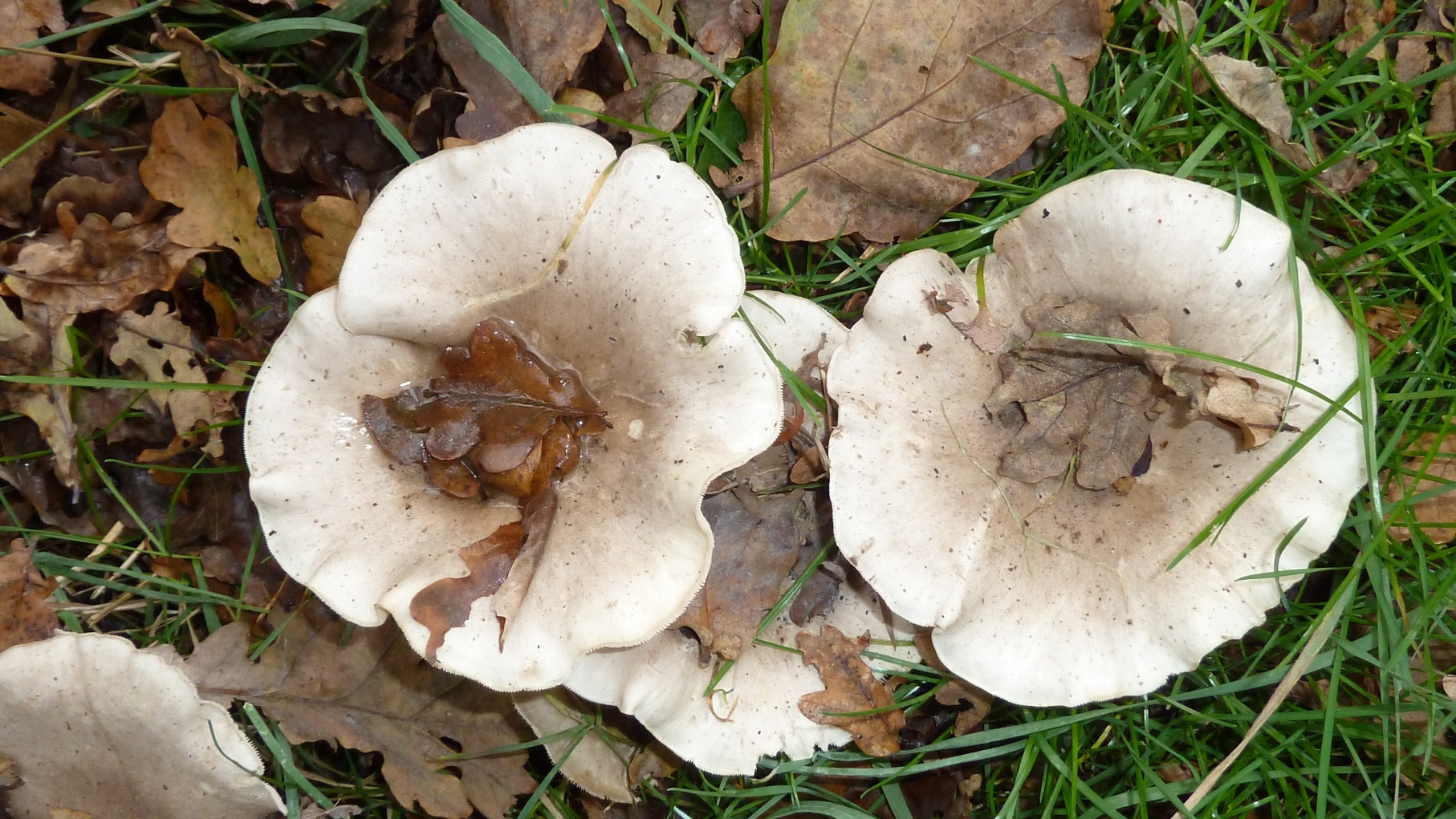 Paddestoelen als bloemen. Gaaf!!!!!