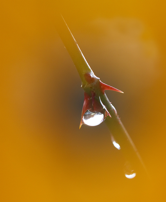 regendruppel in herfstkleuren